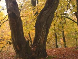 IMGP3852-Flaekket-trea